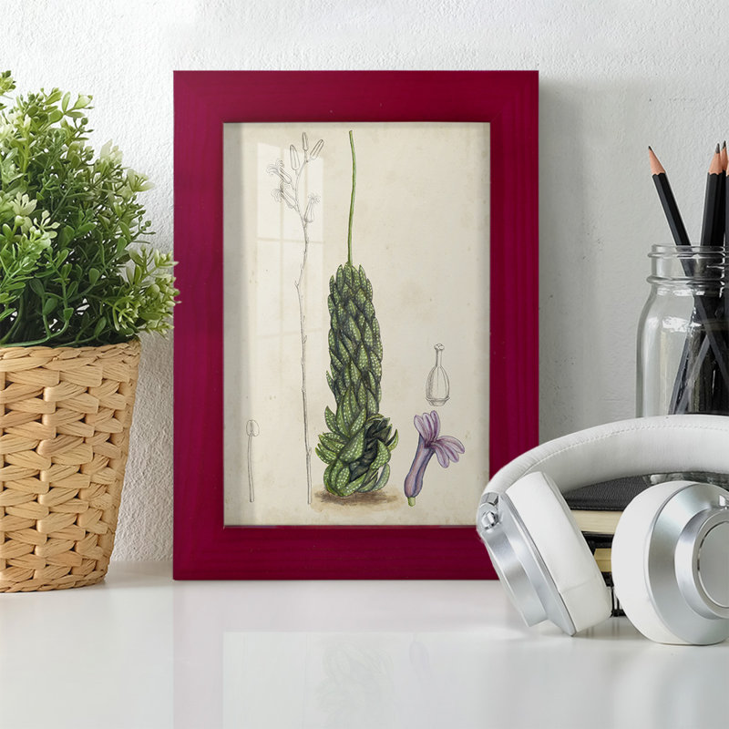 Antique Cactus IV, reproduction encadrée sur papier, Rouge, H 6 po x l 4 po x P 1 po