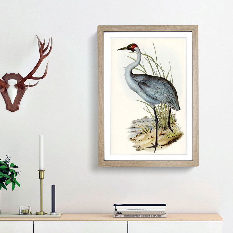 Australian Crane by Elizabeth Gould - Framed Print, 33cm H x 24cm W x 2cm D, Oak Framed