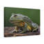 Art de grenouille majestueuse impression de grenouille-2059782361