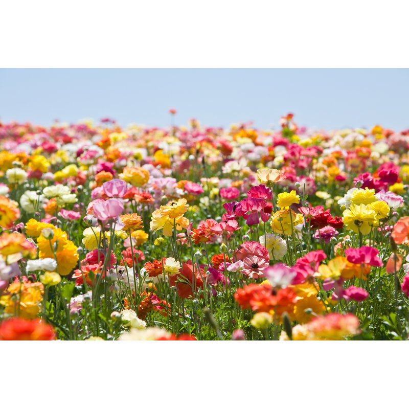 Flower Field - Wrapped Canvas Print, 51cm H x 76cm W x 3.8cm D