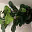 Customer photo 2 of 2