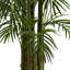 Areca Palm Tree in Pot-514756378