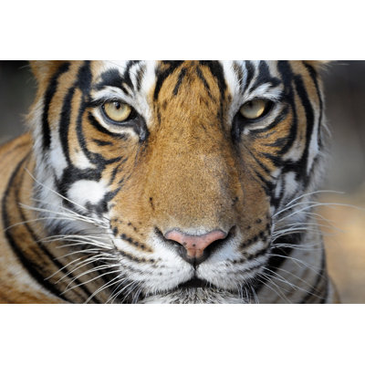 «Bengal Tiger» par Andreanita - photographie sur toile tendue