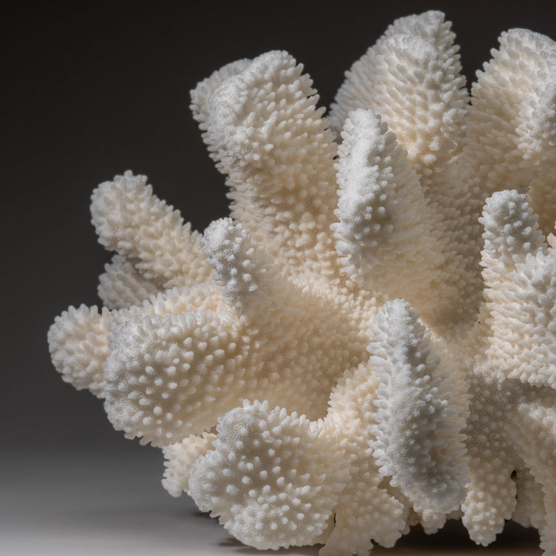 Genuine White Cat's Paw Coral (8.5 Lbs)
