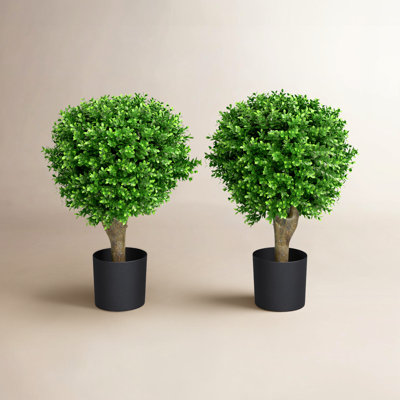 24" Boxwood Topiary in Planter