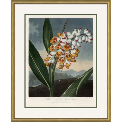 Robert John Thornton " Botanicals " by Robert John Thornton