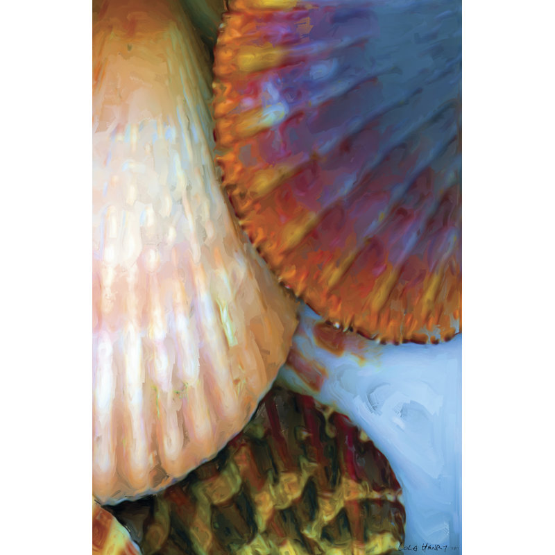 Shell Extraction IV - Wrapped Canvas Print, 46cm H x 30cm W x 3.8cm D