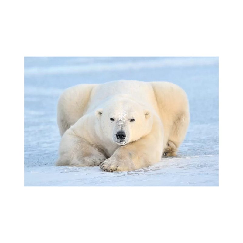 Polar Bear On Pack Ice, Churchill, Manitoba, Canada by Andre Gilden - Wrapped Canvas Print