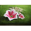 Lily Serving Bowl-15167036