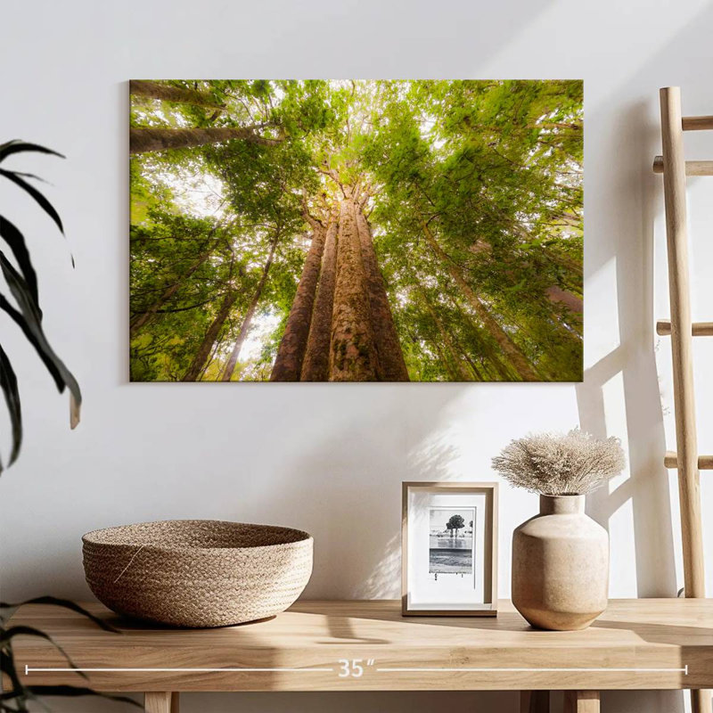 Arbres Harnek Waipoua Kauri, H 16 po x l 24 po