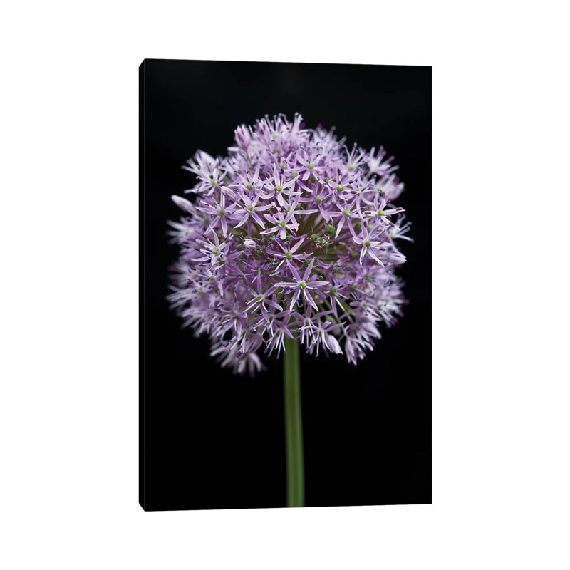 Allium Flower by Assaf Frank - Wrapped Canvas Print, 20.32 cm H x 30.48 cm W x 1.91 cm D