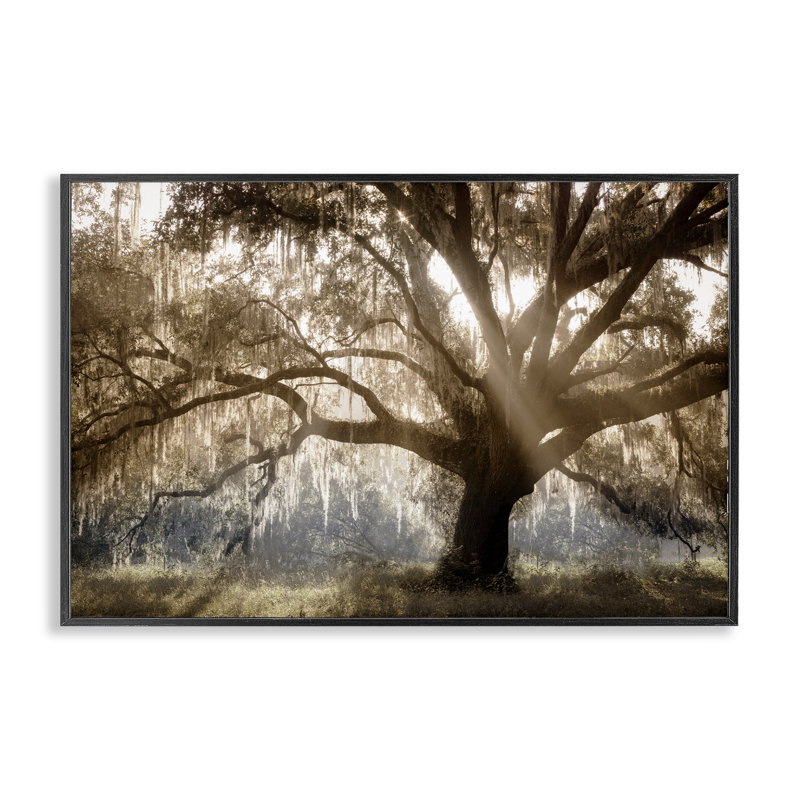  Soleil couchant à travers l'arbre, estampe numérique par Danita Delimont, H 16 po x l 24 po, Giclée encadrée noir minuit