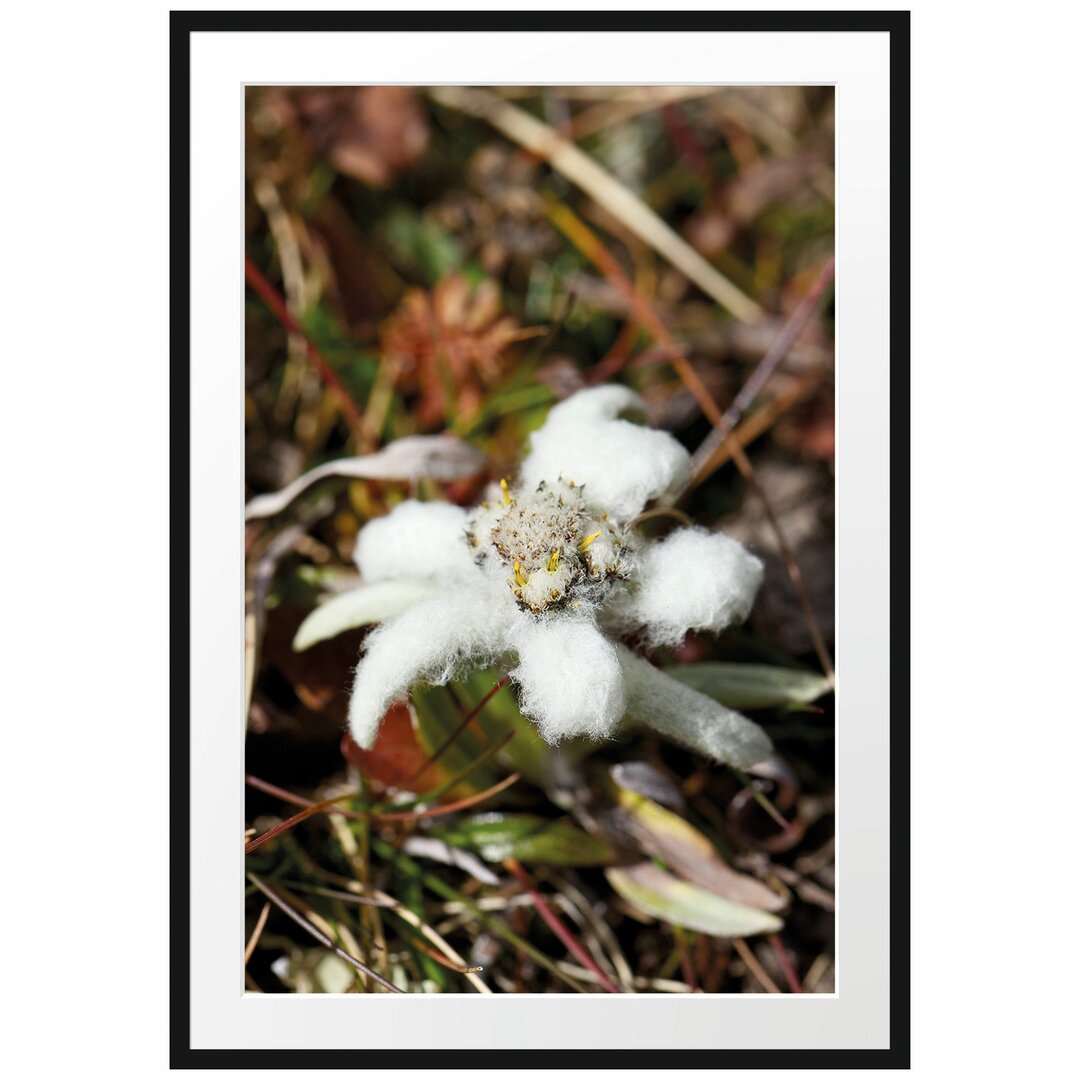 Gerahmtes Poster Flauschige weiße Blüte