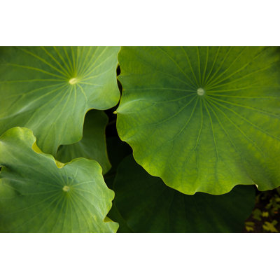 Lotus Lotus Plants par Marco_Piunti