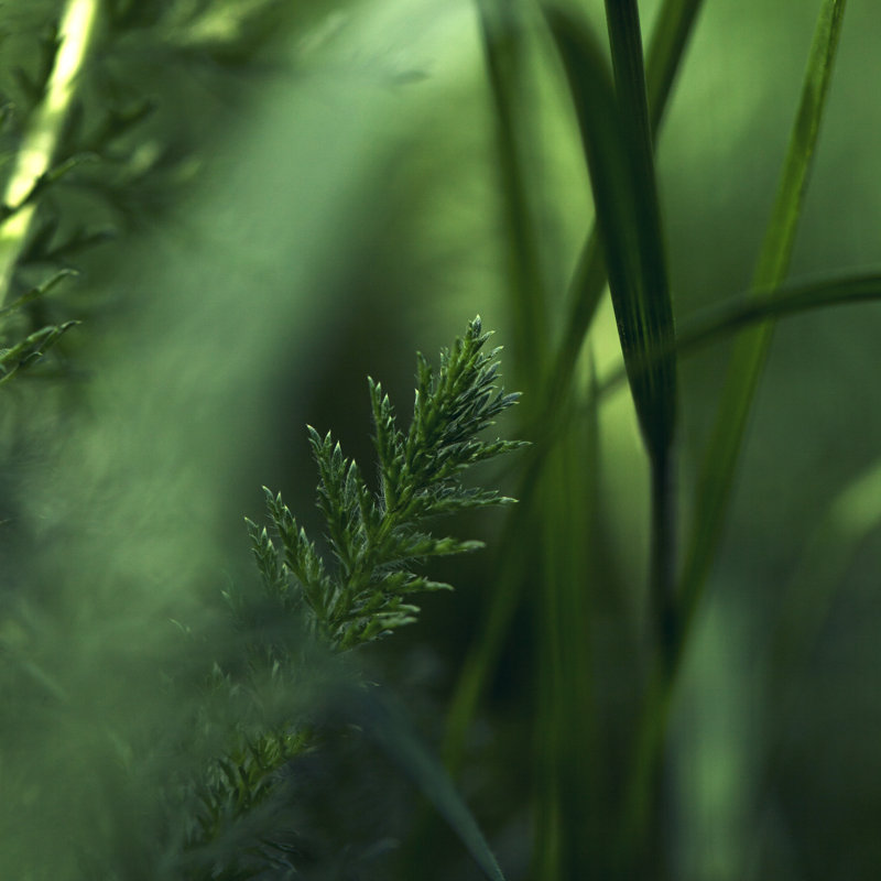 Green Plant by Vectorig, 12" H x 12" W