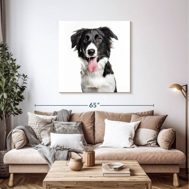 Border Collie, H 39 po x l 39 po