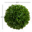 Nigel 6.5'' Boxwood Topiary