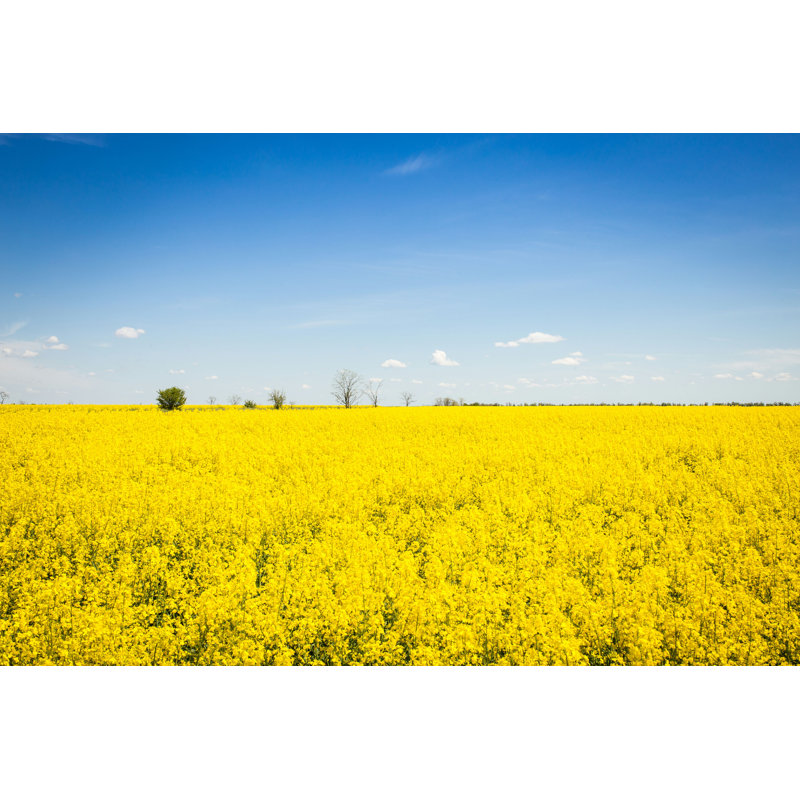 «Field of Yellow Colza» par Sergiy Akhundov - Photographie sur toile tendue, L 48 po x H 32 po