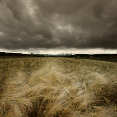 Wheat in Wind by Floriana