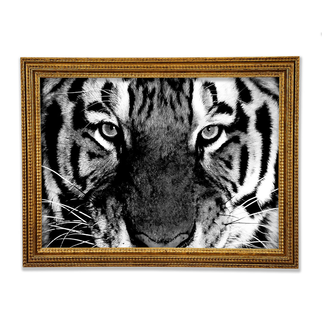 Tiger Stare B N W - Einzelne Bilderrahmen Kunstdrucke