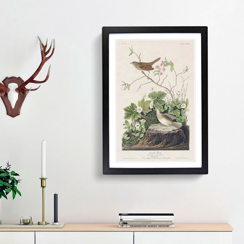 Lincoln Finch Birds by John Audubon - Picture Frame Painting Print, Black Framed, 36cm H x 27cm W x 2cm D