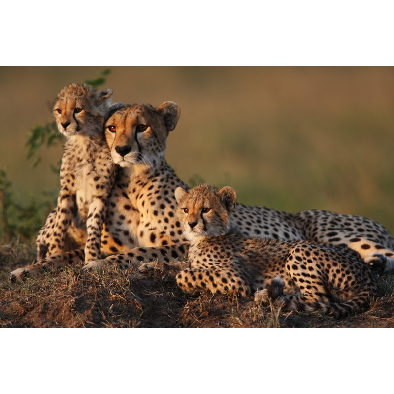 Cheetah Family - Wrapped Canvas Print, 61cm H x 91cm W x 3.8cm D