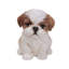 Statue de chiot Shih Tzu assis-16443397