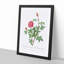Anemone Flowered Rose In Pink by Pierre-Joseph Redoute - Single Picture Frame Painting-55545201-55545204
