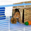 Cage pour petits animaux Ellie