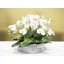 Arrangement floral orchidée phalaenopsis dans un pot de fleurs