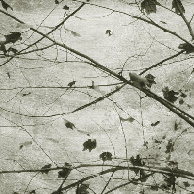 Laced Sky IV by Sharon Chandler - Wrapped Canvas Print
