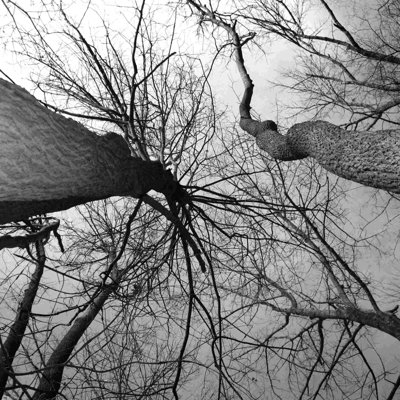 Branches sépia - photographie sur toile tendue