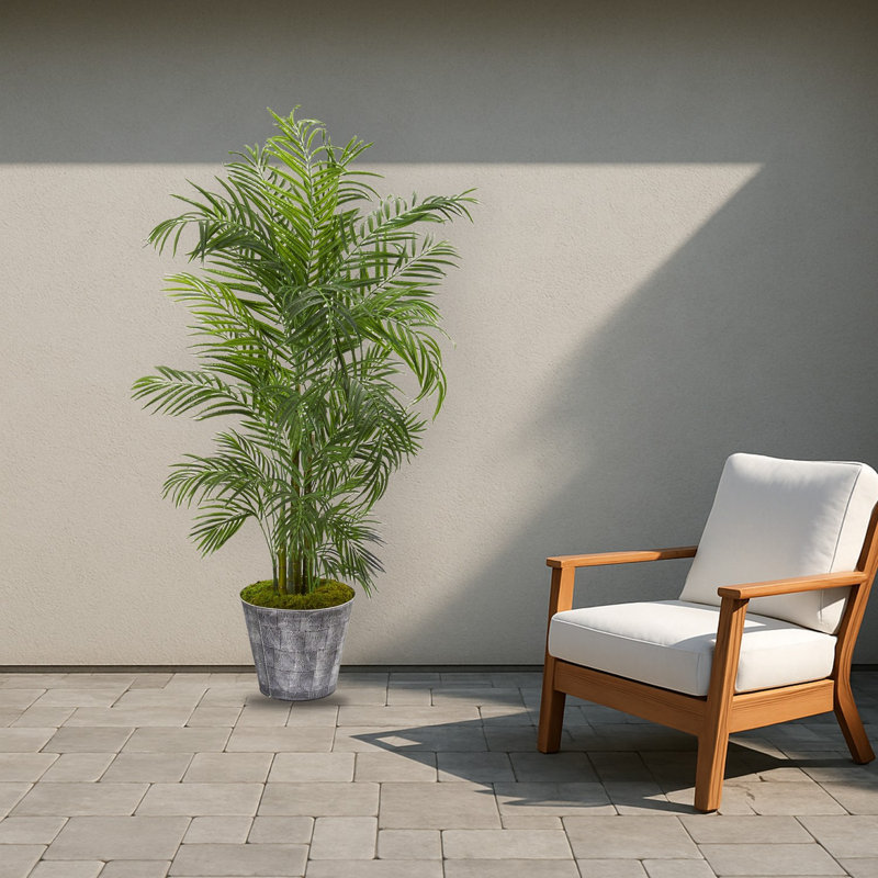 Areca Palm Tree in Planter