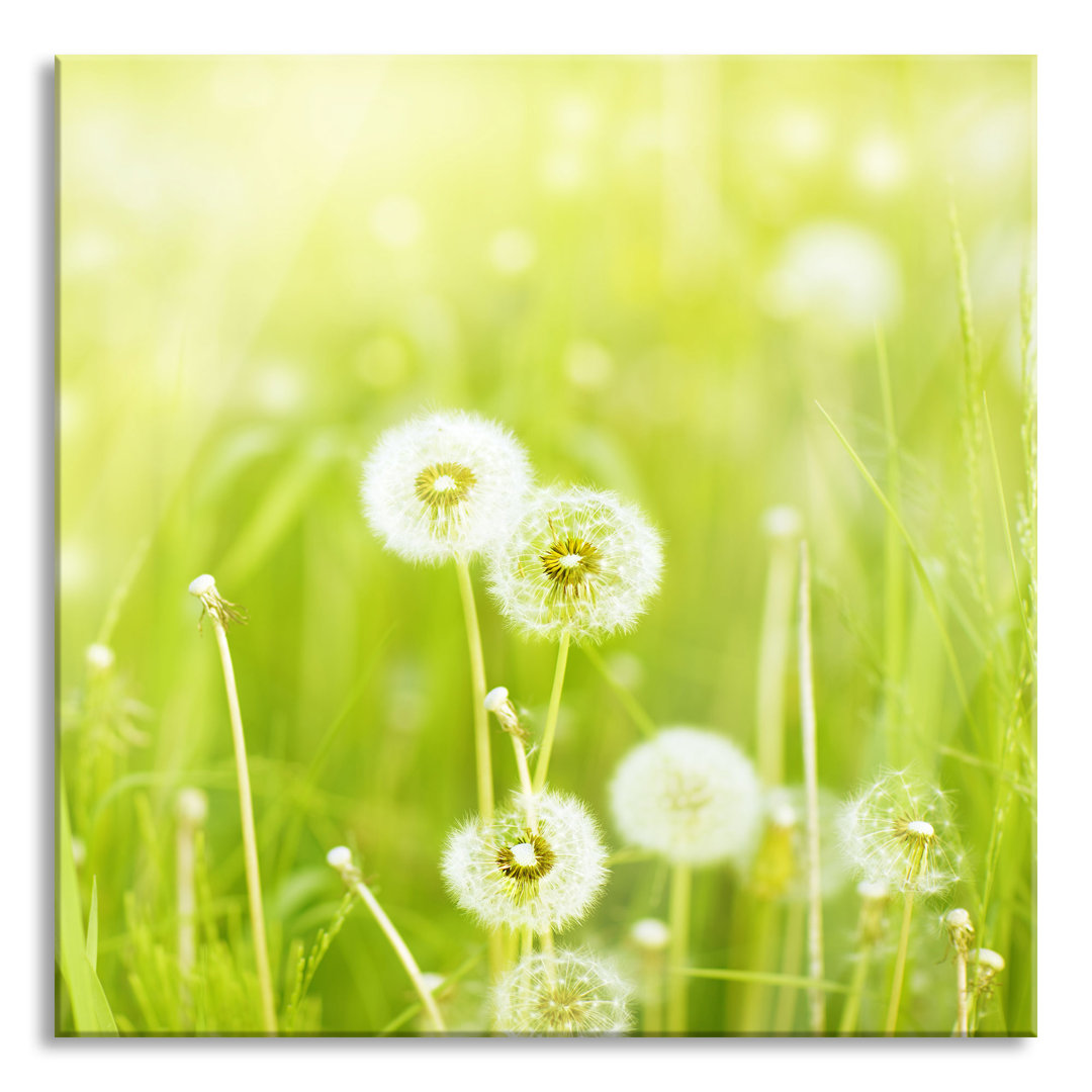 Glasbild Pusteblumen auf Frühlingswiese