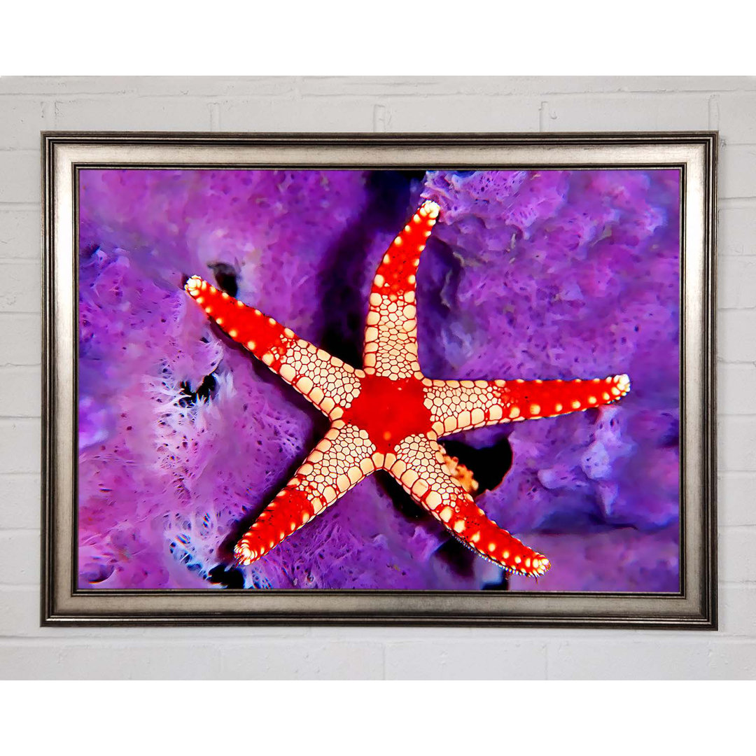 Gerahmtes Leinwandbild Starfish On Purple