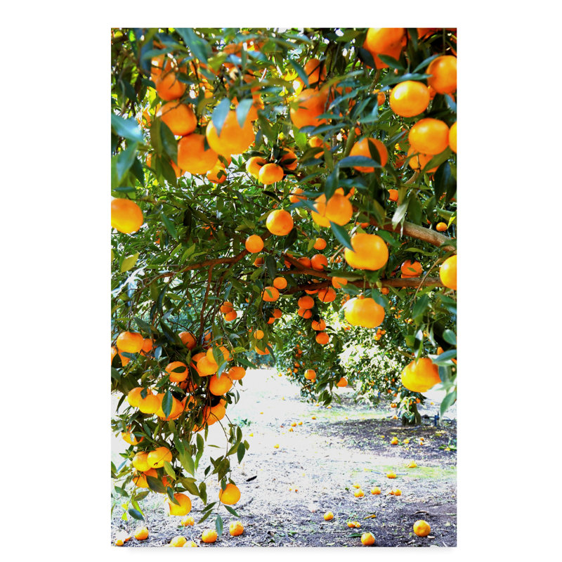 Incredi Orange Trees Gallery-Wrapped Canvas Art