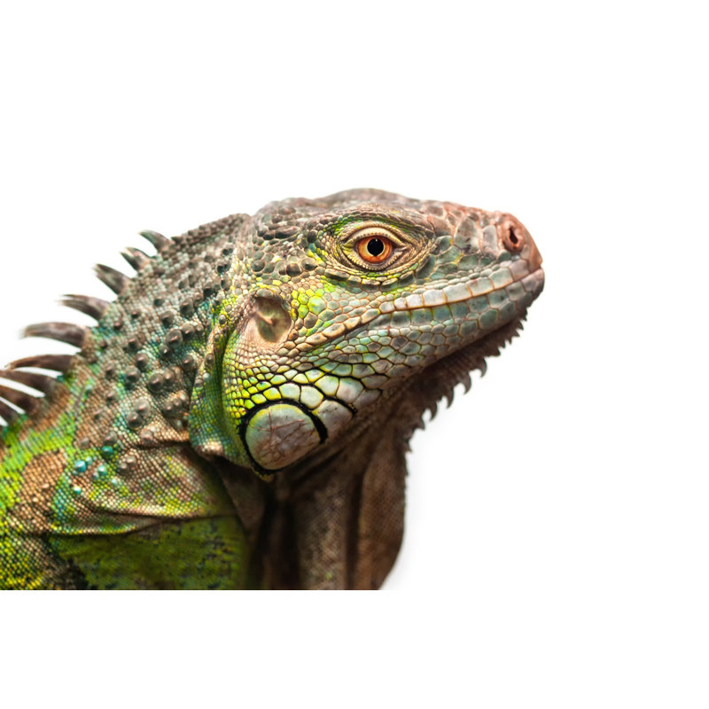 «Annalease Green Iguana on Canvas» par Gaschwald, photographie, H 8 po x l 12 po x P 1,25 po