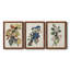 Pl 107 Canada Jay - ensemble de 3 peintures sur toile encadrées-768052230-768052231