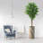 75 " H Faux Ficus Tree in Plastic Pot