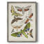 Antique Moths II, reproduction encadrée - bois massif-1469723306