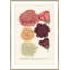Botanicals Giclee Print by Soicher Marin Archives