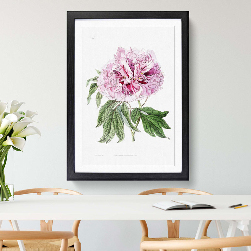 Pink Tree Peony Flower - Picture Frame Painting Print, 65cm H x 48cm W x 2cm D, Black Framed