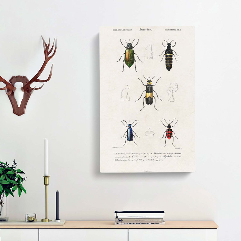 Beetle Illustrations PL. 8 by Charles D Orbigny - Wrapped Canvas, 76cm H x 50cm W x 3cm D