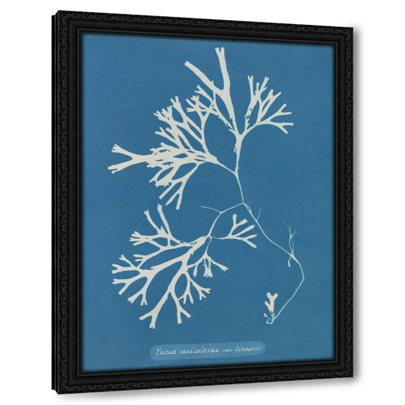 Fucus vesiculosus var. Linéaire (1843-1853), H 24 po x l 19 po