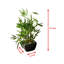 Faux bambou en pot