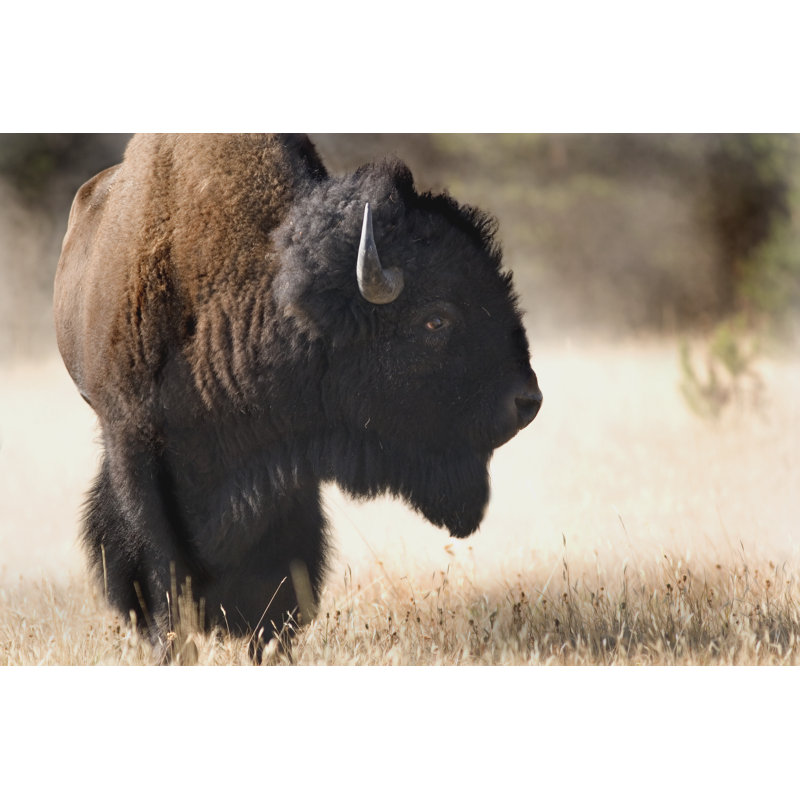 «Bison Profile» par Espionfly - Photographie sur toile tendue, L 12 po x H 8 po