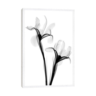 Two Irises I by Hong Pham - Wrapped Canvas Print
