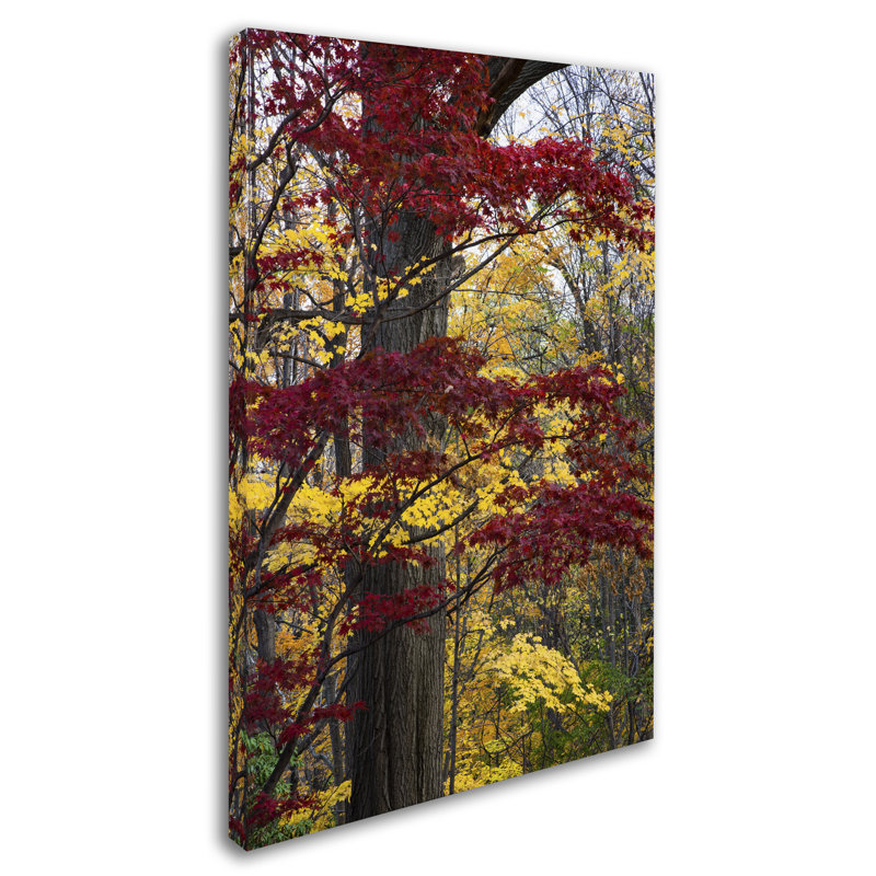 Autumn Reds and Golds Landscape Canvas Art, 16 x 24