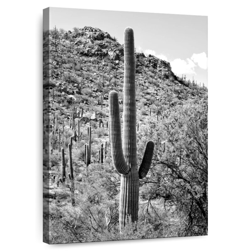Harnek Black Arizona - Cactus Hill I, 30" H x 20" W