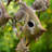 Guglielmo 86.75'' H x 26'' W x 9'' D Birdhouse